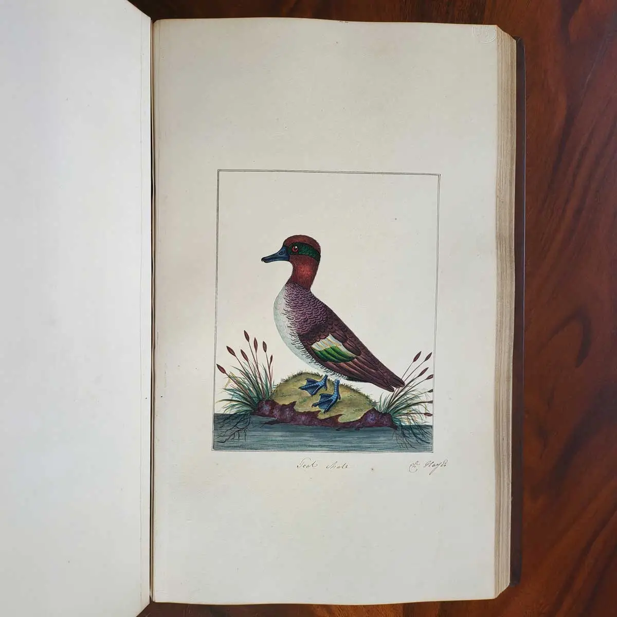 Ornithological Watercolours.  (5)