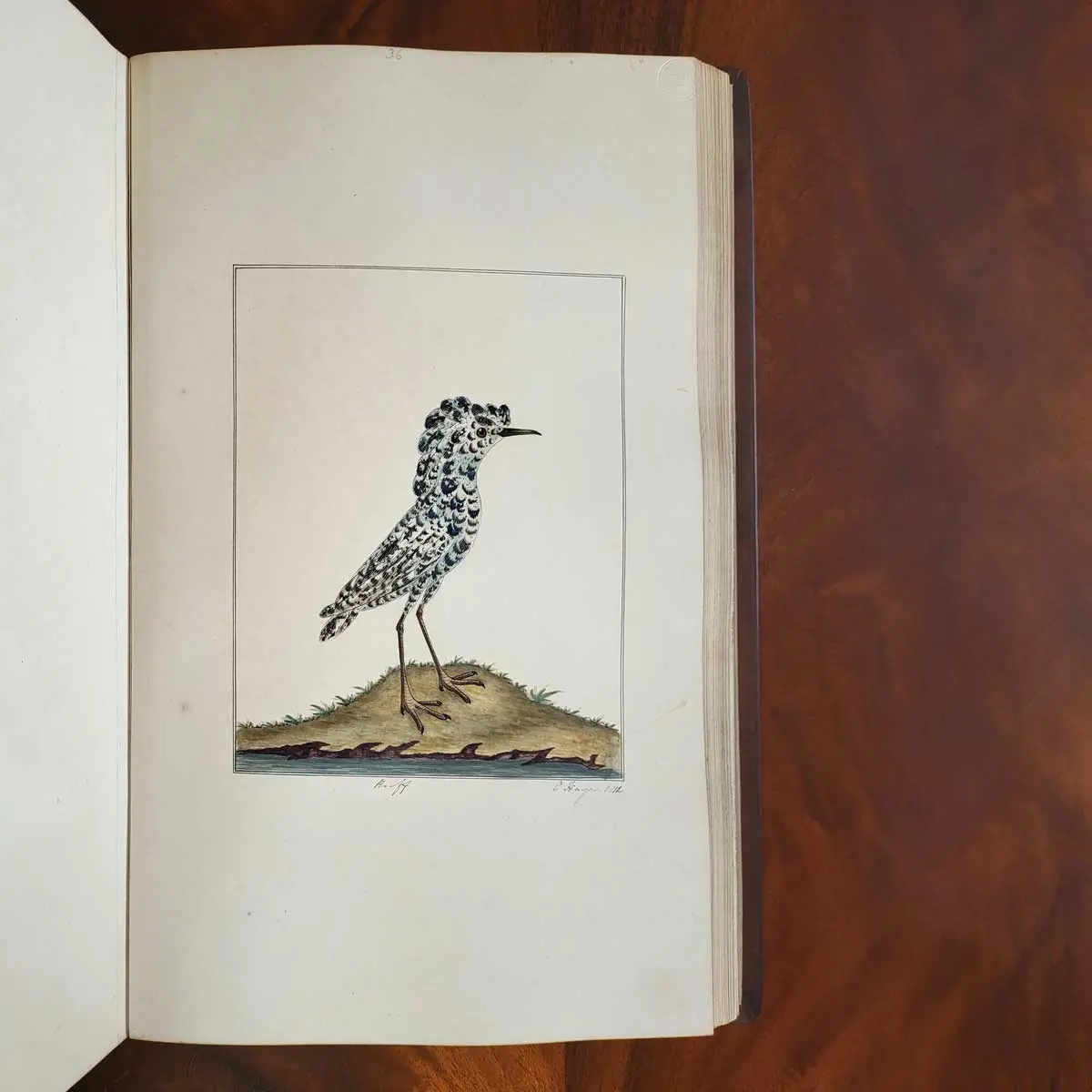 Ornithological Watercolours.  (6)