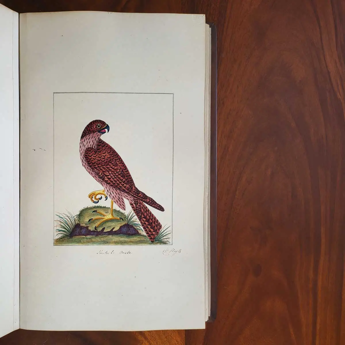Ornithological Watercolours.  (7)