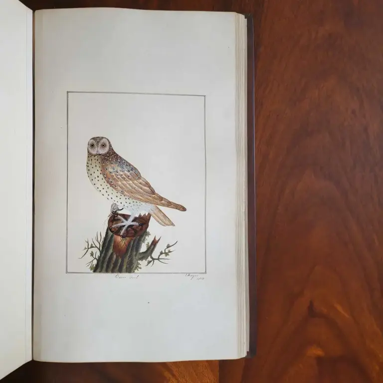 Ornithological Watercolours. 