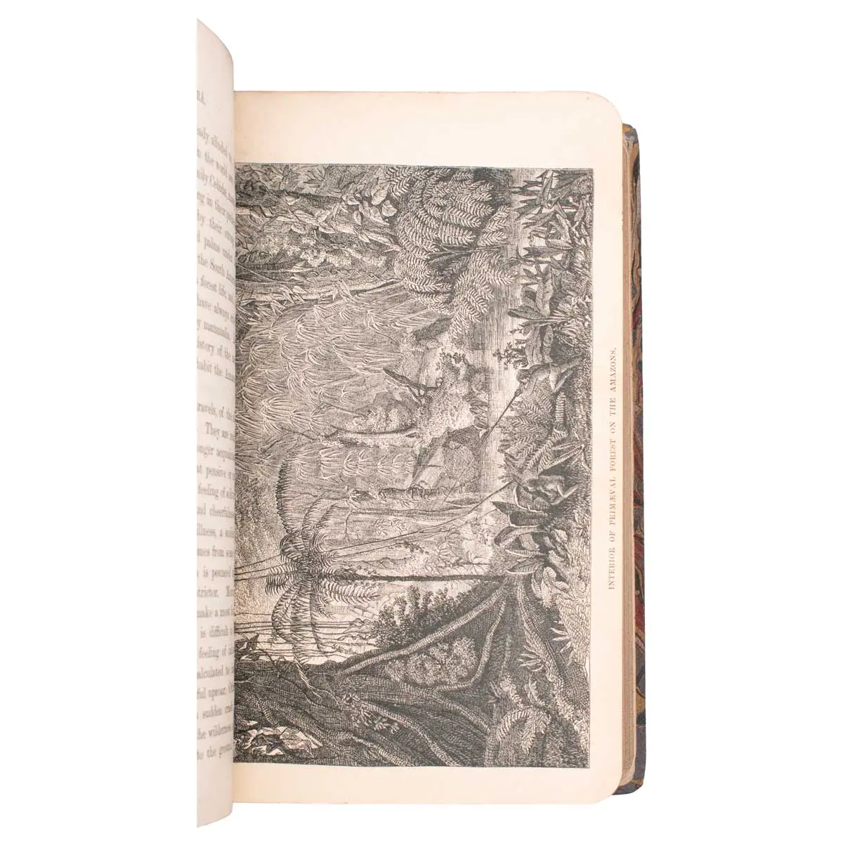The Naturalist on the River Amazons (3)