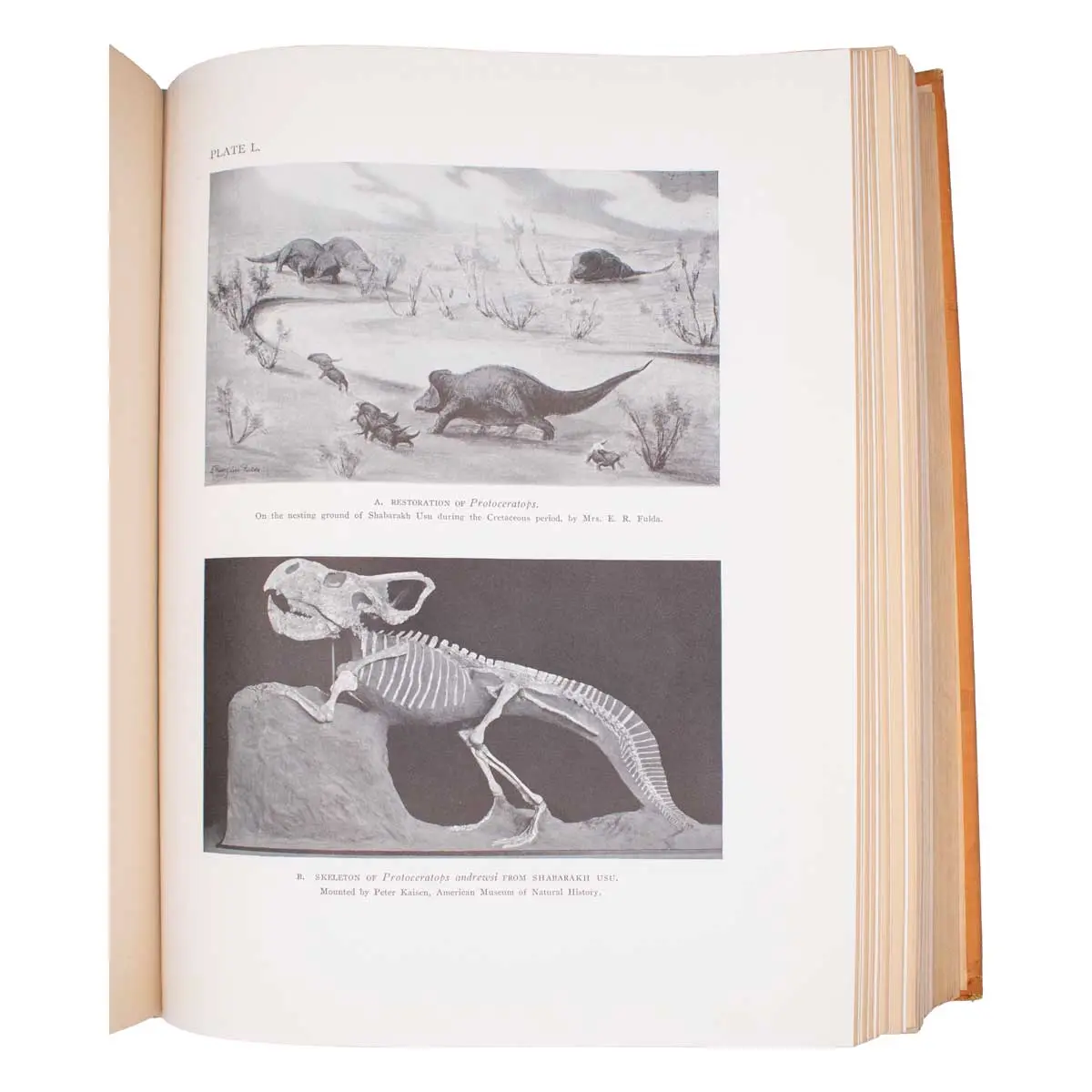 Natural History of Central Asia.  (4)