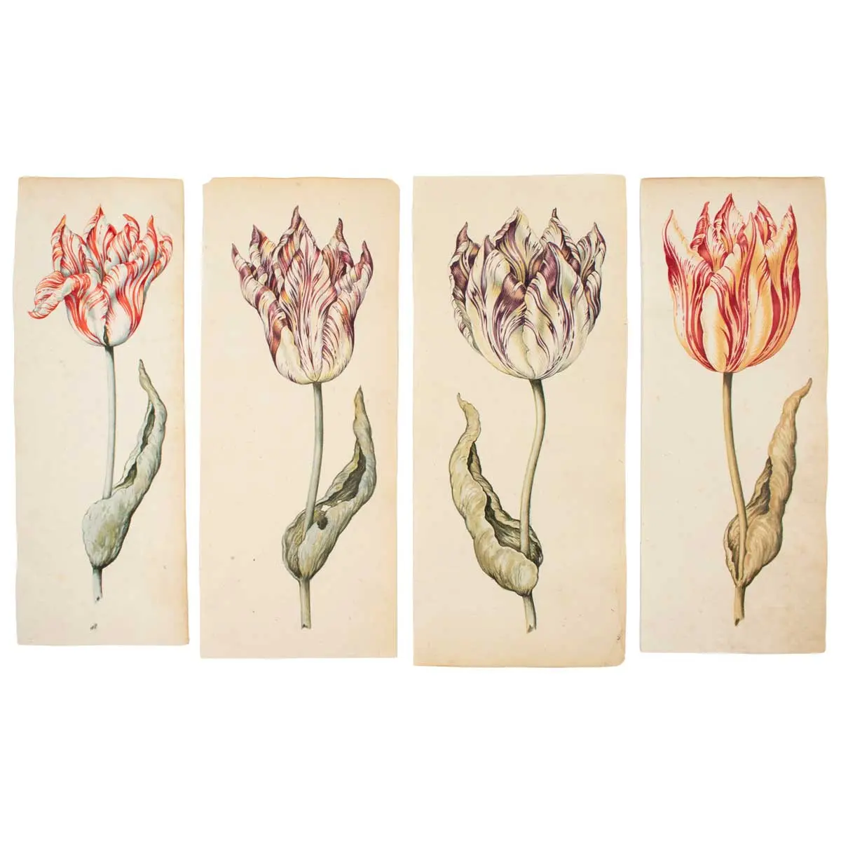 A Superb Series of Eight Watercolours of Parrot Tulips