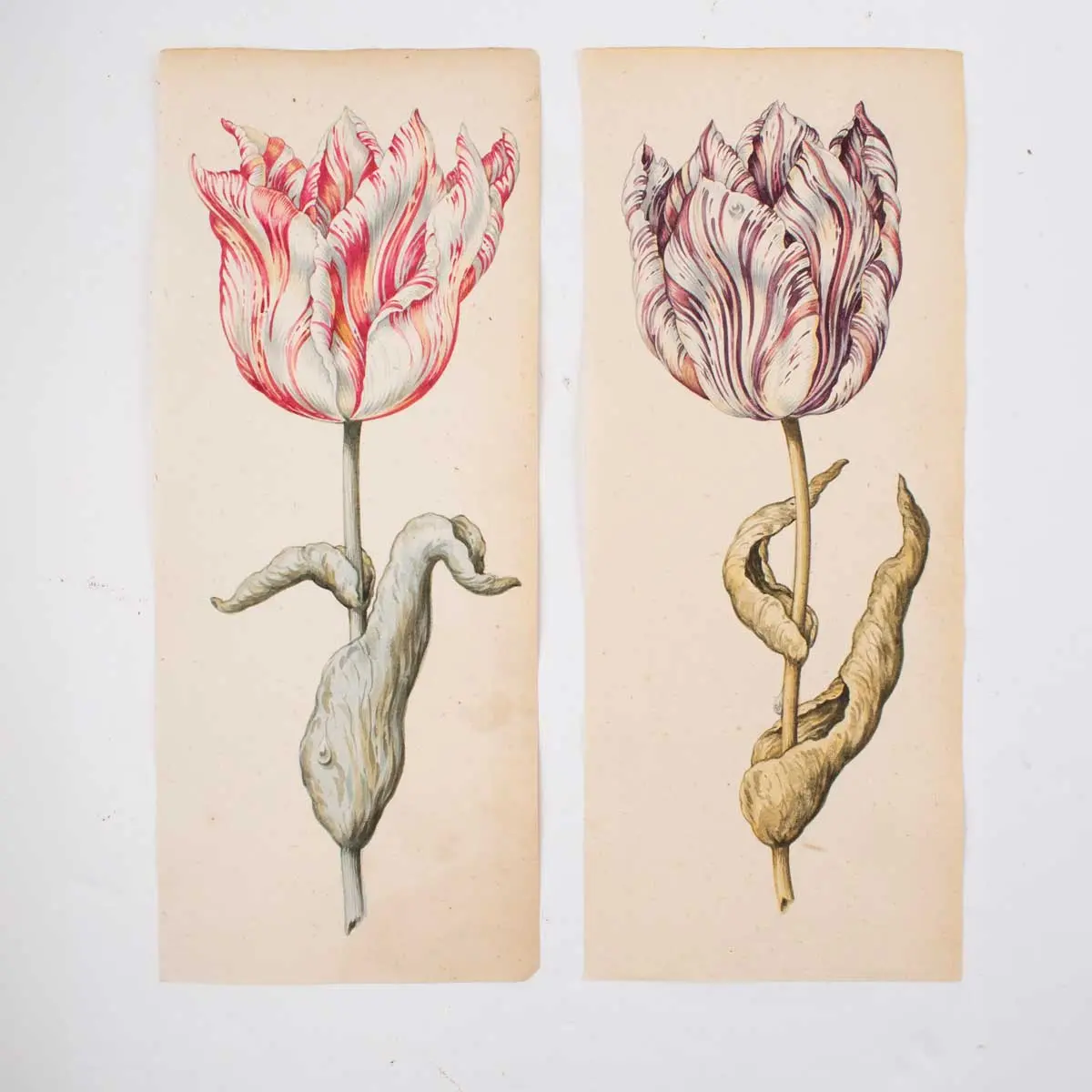 A Superb Series of Eight Watercolours of Parrot Tulips (2)
