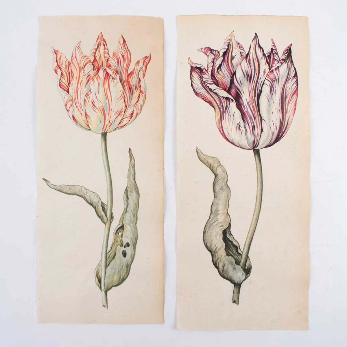A Superb Series of Eight Watercolours of Parrot Tulips (3)