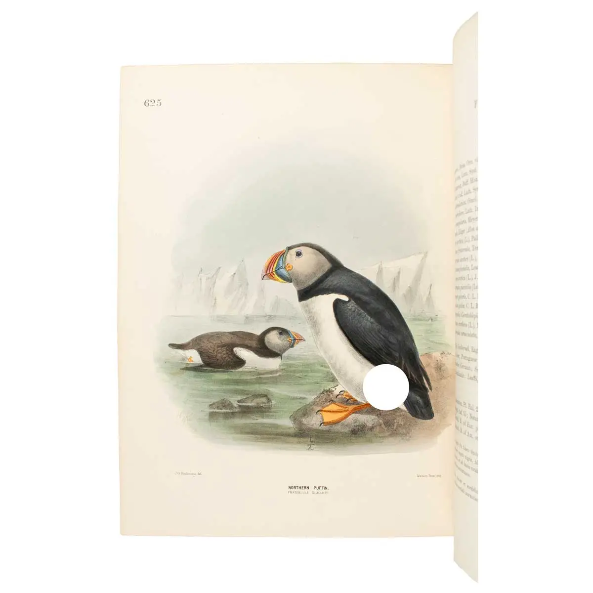 A History of the Birds of Europe, including all the species inhabiting the western Palaearctic Regions (5)