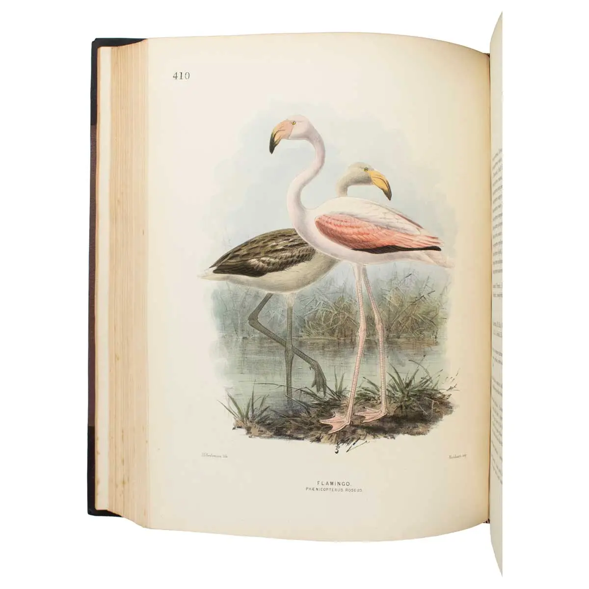 A History of the Birds of Europe, including all the species inhabiting the western Palaearctic Regions (4)