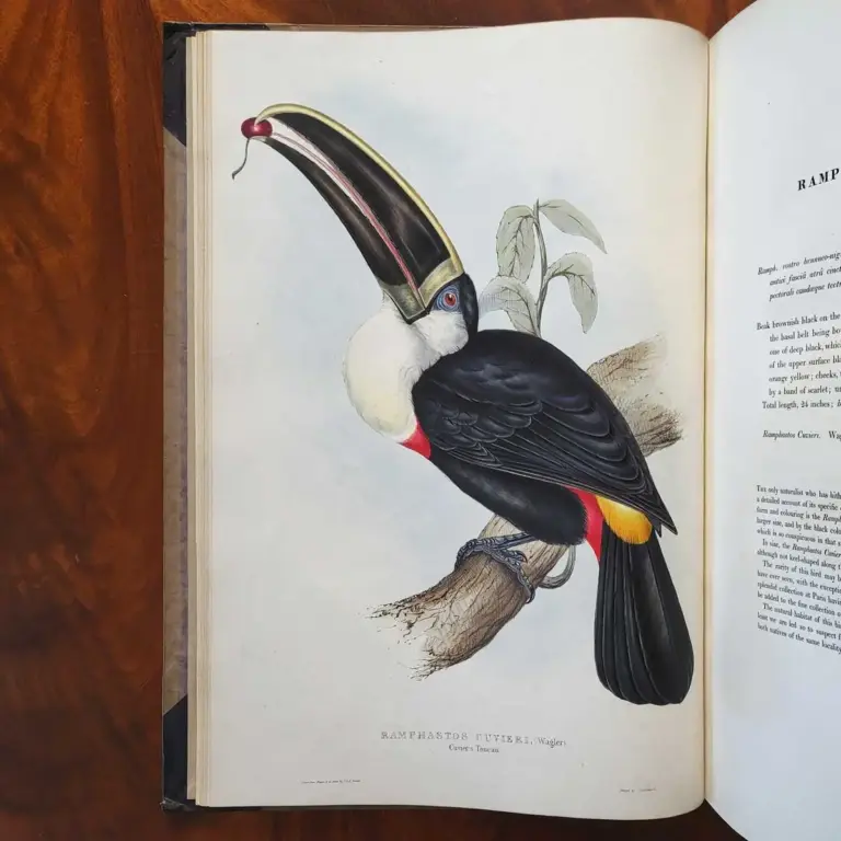 A Monograph of the Ramphastidae or Family of Toucans.