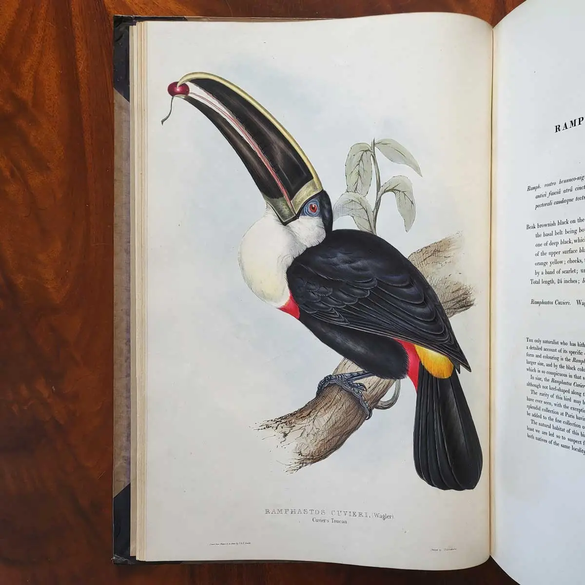 A Monograph of the Ramphastidae or Family of Toucans.