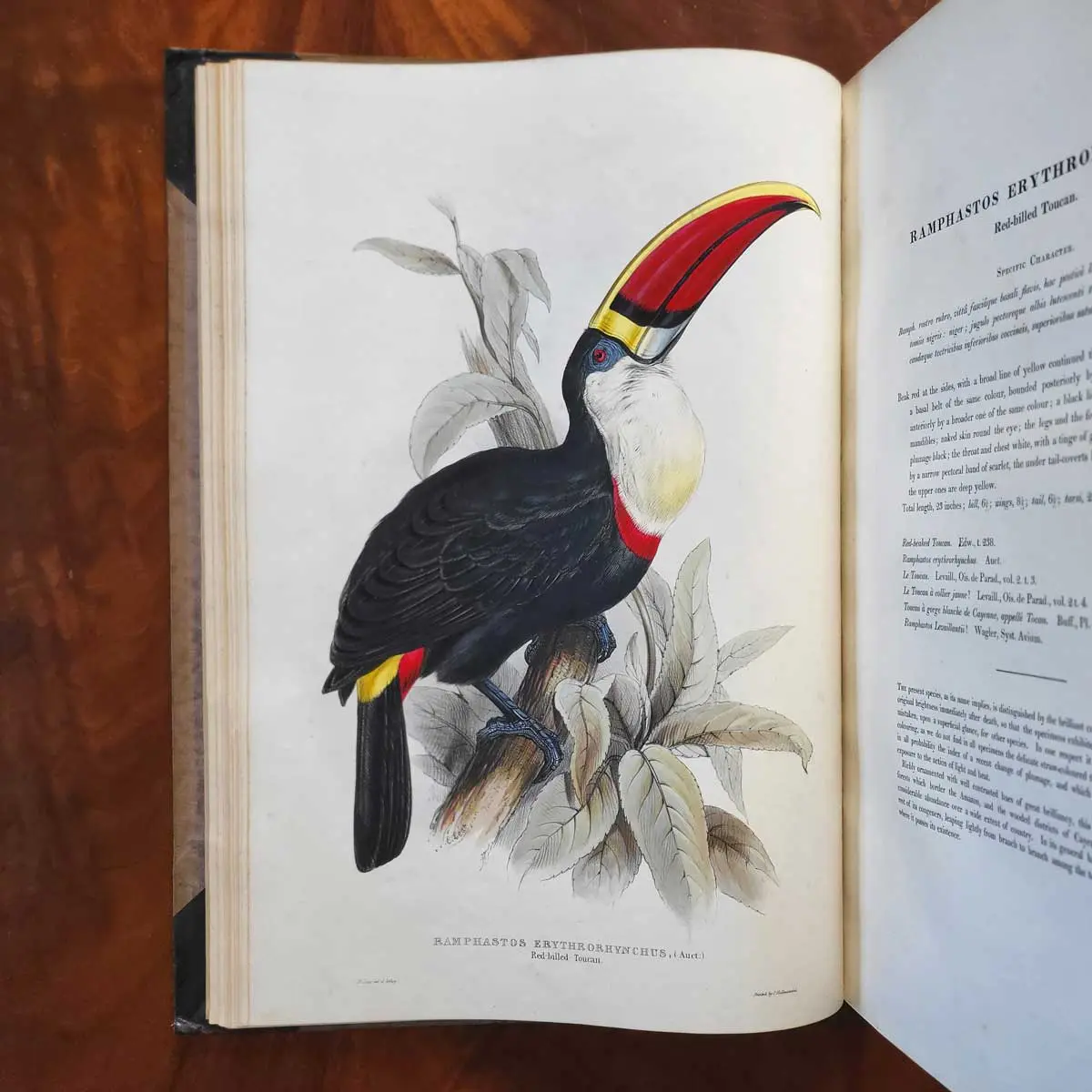 A Monograph of the Ramphastidae or Family of Toucans (4)