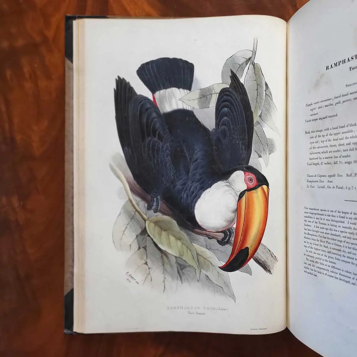 A Monograph of the Ramphastidae or Family of Toucans (8)