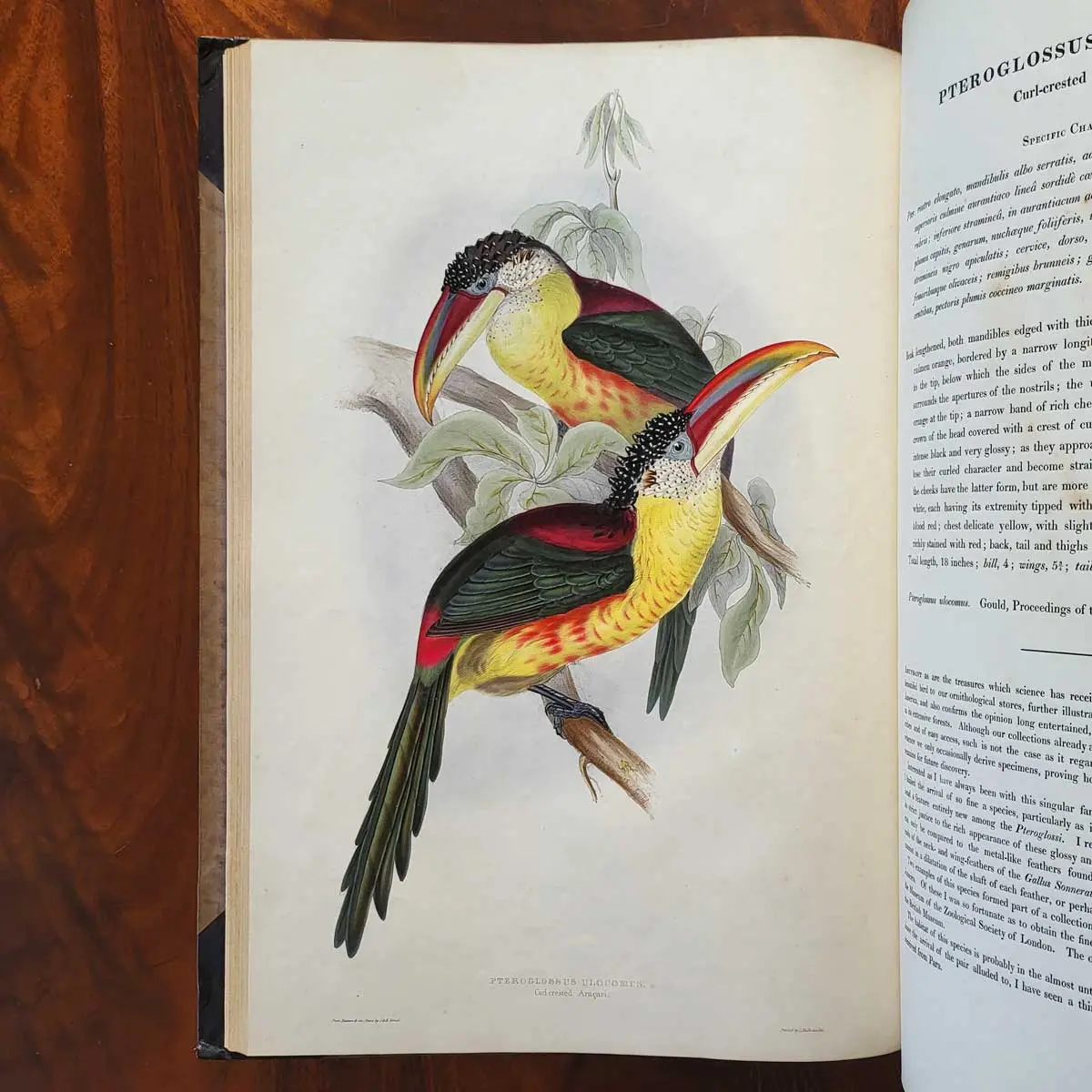 A Monograph of the Ramphastidae or Family of Toucans (7)