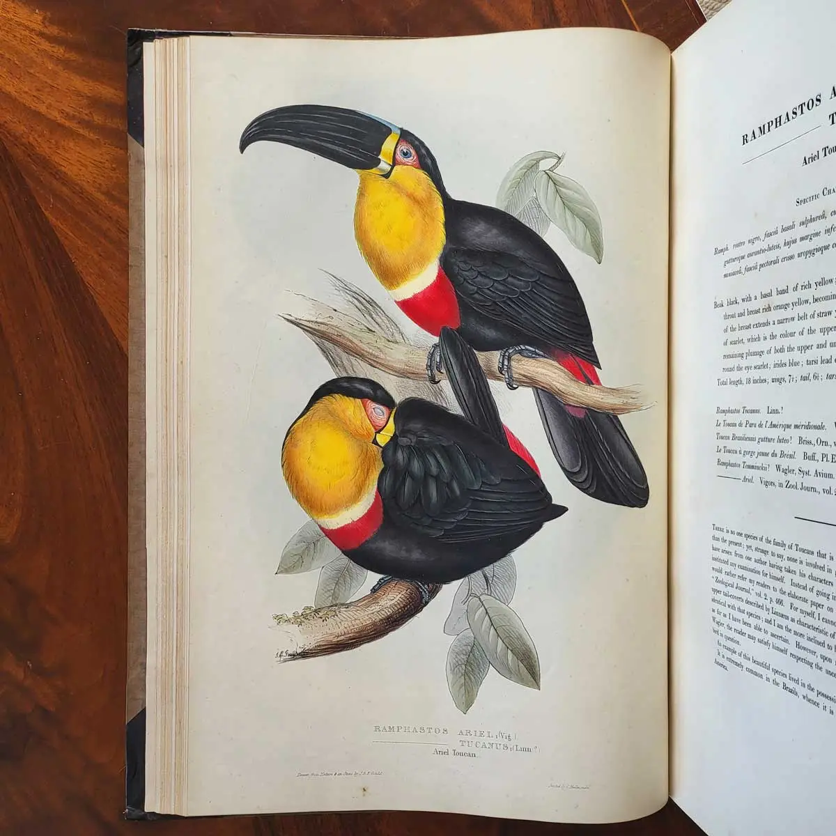 A Monograph of the Ramphastidae or Family of Toucans (6)