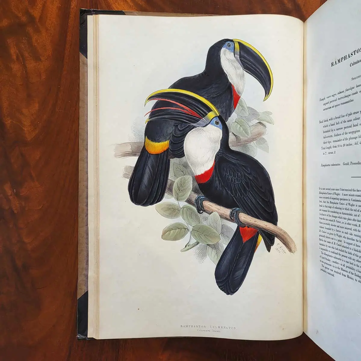A Monograph of the Ramphastidae or Family of Toucans (5)