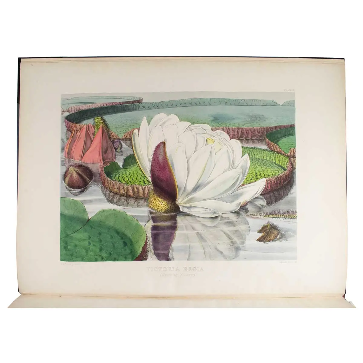 Victoria Regia, or illustrations of the Royal Water-Lily, in a series of figures chiefly made from specimens flowering at Syon and at Kew (2)