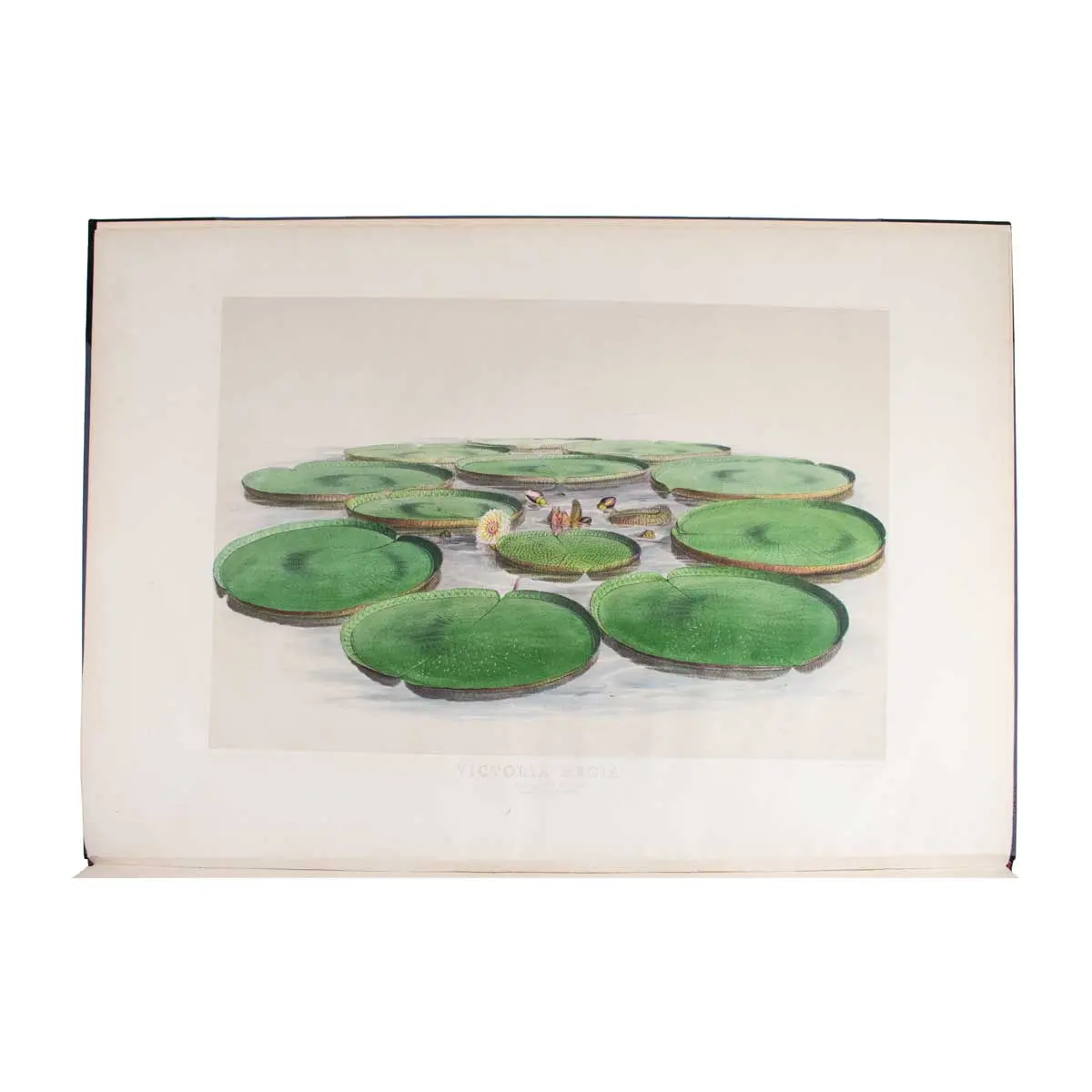 Victoria Regia, or illustrations of the Royal Water-Lily, in a series of figures chiefly made from specimens flowering at Syon and at Kew (3)