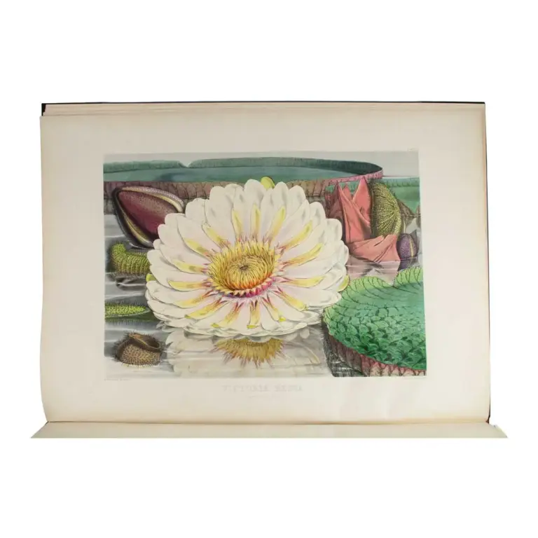 Victoria Regia, or illustrations of the Royal Water-Lily, in a series of figures chiefly made from specimens flowering at Syon and at Kew.