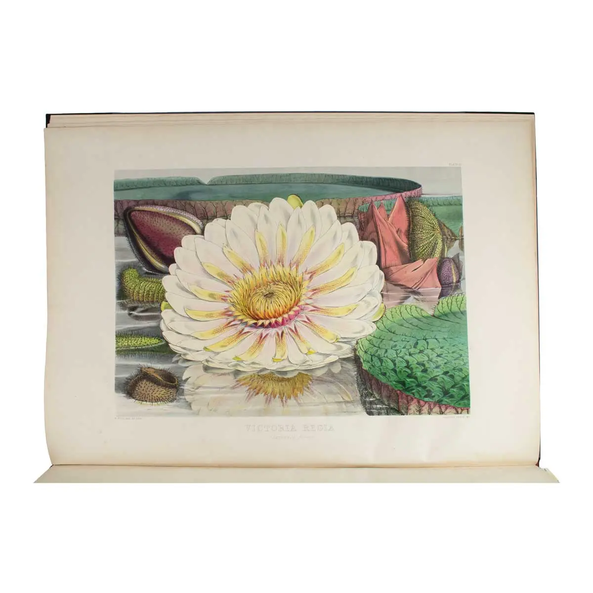 Victoria Regia, or illustrations of the Royal Water-Lily, in a series of figures chiefly made from specimens flowering at Syon and at Kew.