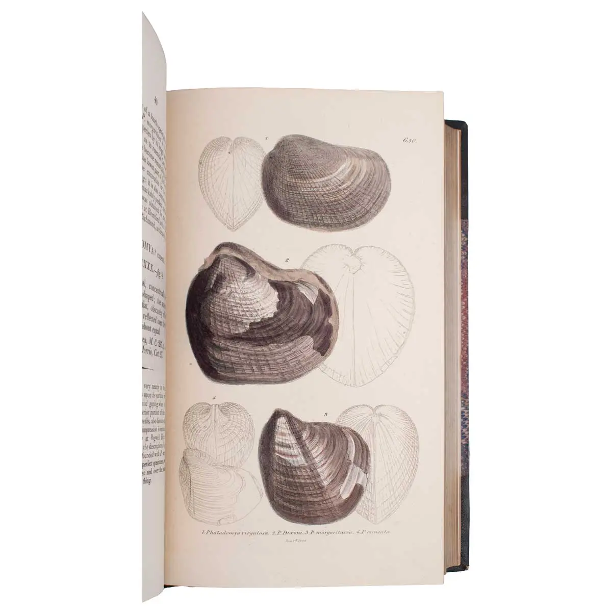 The Mineral Conchology of Great Britain, or Coloured Figures and Descriptions of those Remains of Testaceous Animals or Shells which Have Been Preserved at Various Times and Depths in the Earth (3)