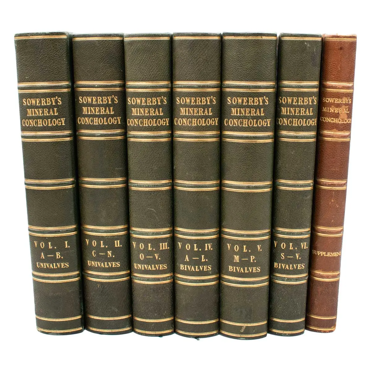 The Mineral Conchology of Great Britain, or Coloured Figures and Descriptions of those Remains of Testaceous Animals or Shells which Have Been Preserved at Various Times and Depths in the Earth (11)
