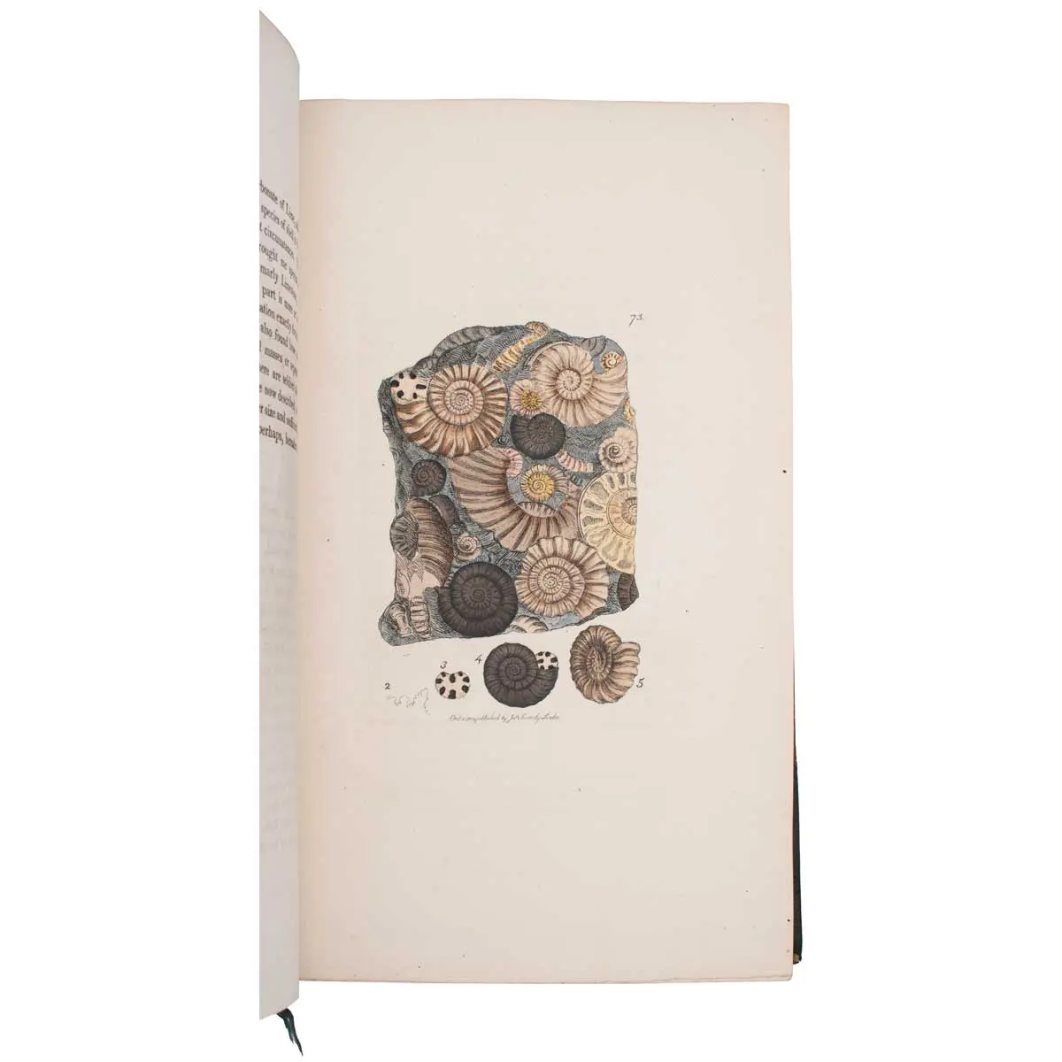 The Mineral Conchology of Great Britain, or Coloured Figures and Descriptions of those Remains of Testaceous Animals or Shells which Have Been Preserved at Various Times and Depths in the Earth (8)
