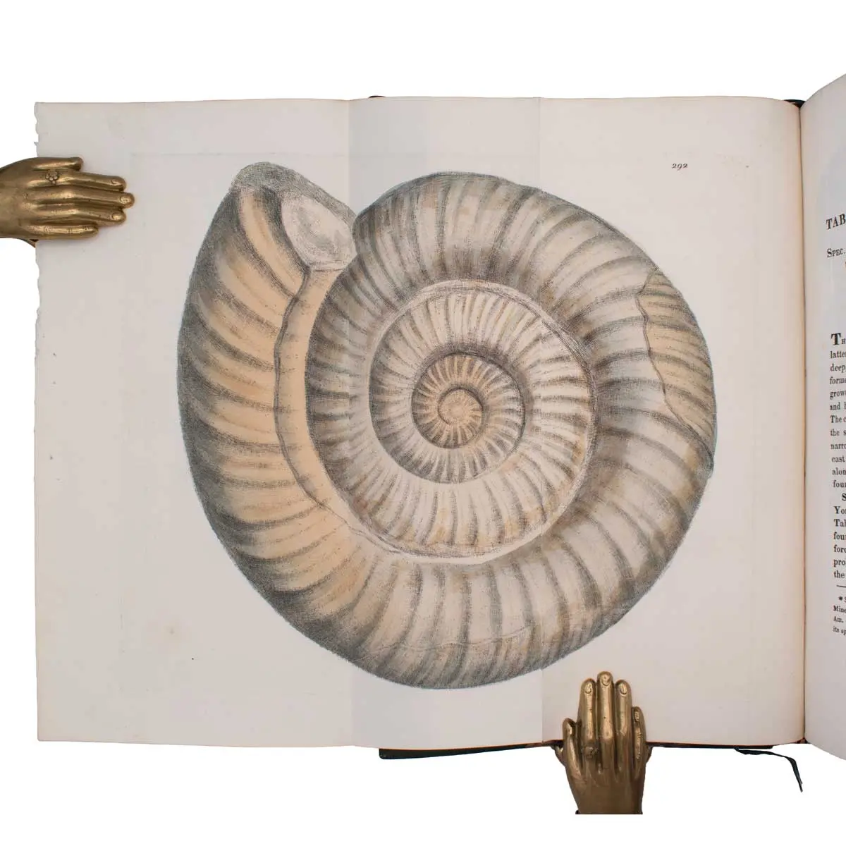 The Mineral Conchology of Great Britain, or Coloured Figures and Descriptions of those Remains of Testaceous Animals or Shells which Have Been Preserved at Various Times and Depths in the Earth (2)