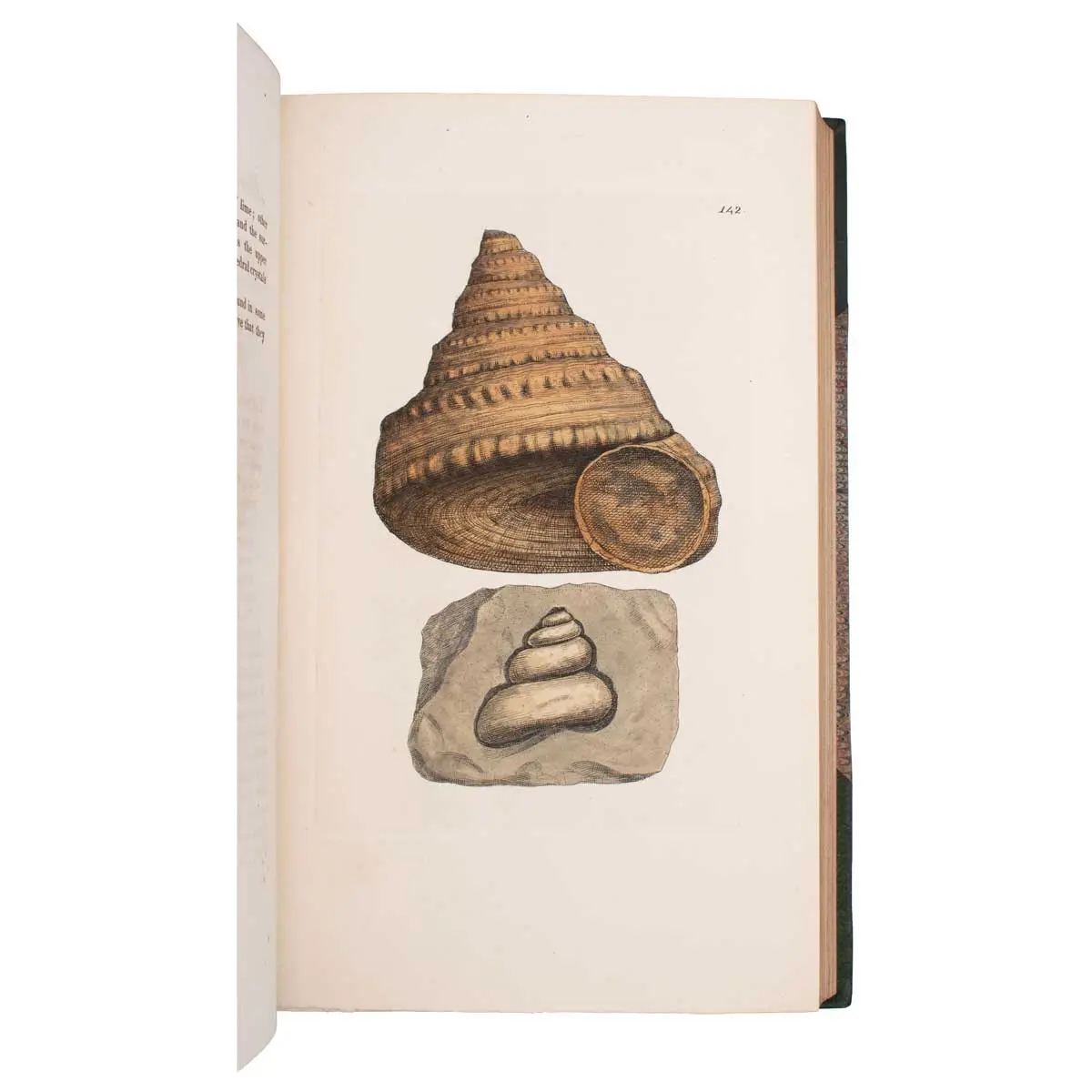The Mineral Conchology of Great Britain, or Coloured Figures and Descriptions of those Remains of Testaceous Animals or Shells which Have Been Preserved at Various Times and Depths in the Earth (7)