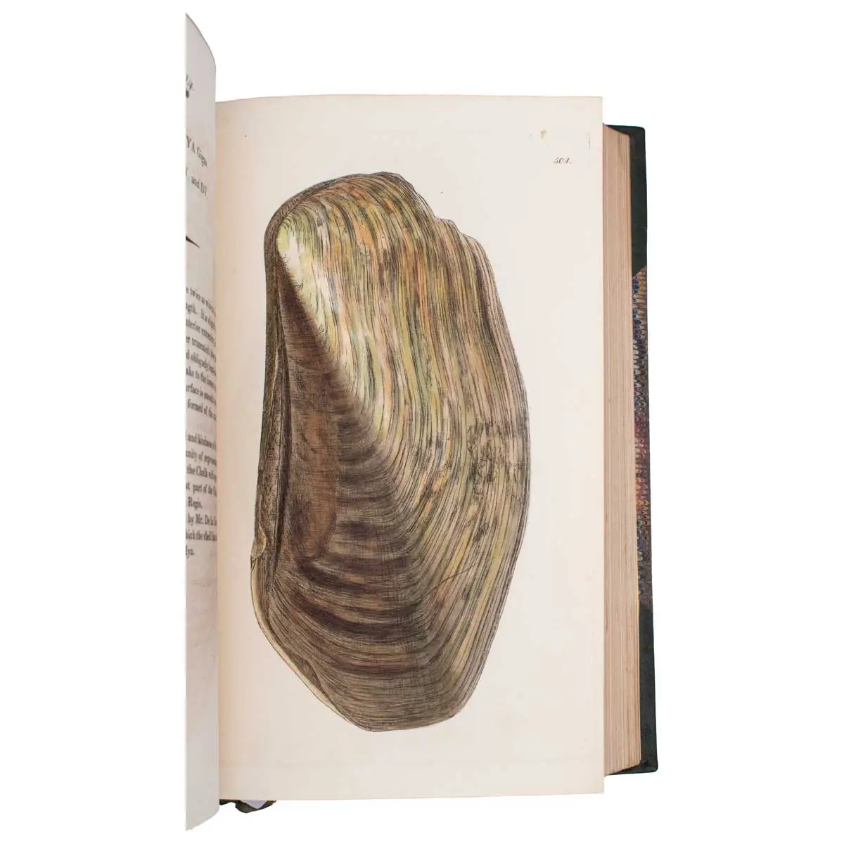 The Mineral Conchology of Great Britain, or Coloured Figures and Descriptions of those Remains of Testaceous Animals or Shells which Have Been Preserved at Various Times and Depths in the Earth (4)