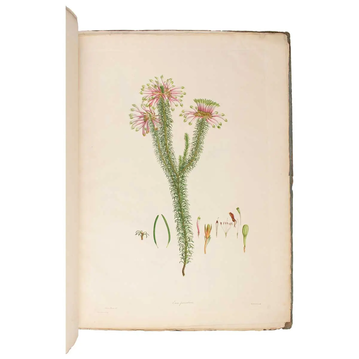 Delineations of Exotick Plants cultivated in the Royal Garden at Kew. Drawn and coloured, and the botanical characters displayed according to the Linnean system, by Francis Bauer… (3)