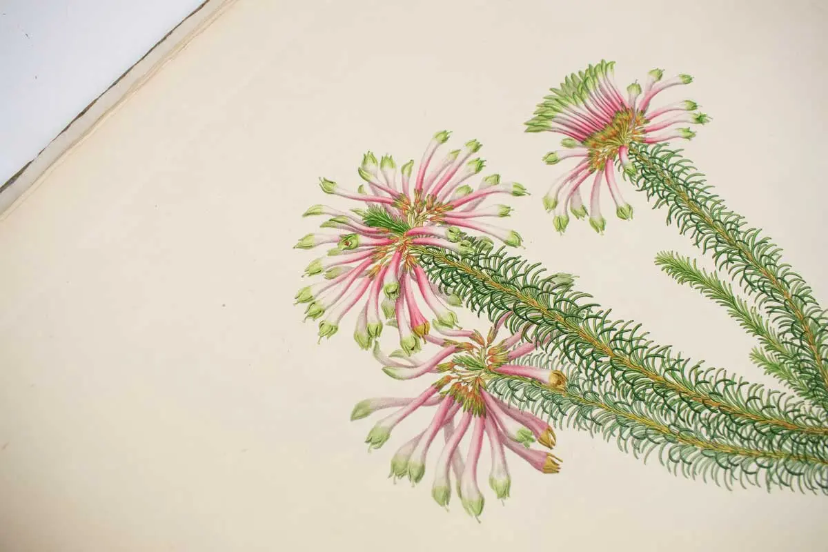 Delineations of Exotick Plants cultivated in the Royal Garden at Kew. Drawn and coloured, and the botanical characters displayed according to the Linnean system, by Francis Bauer...