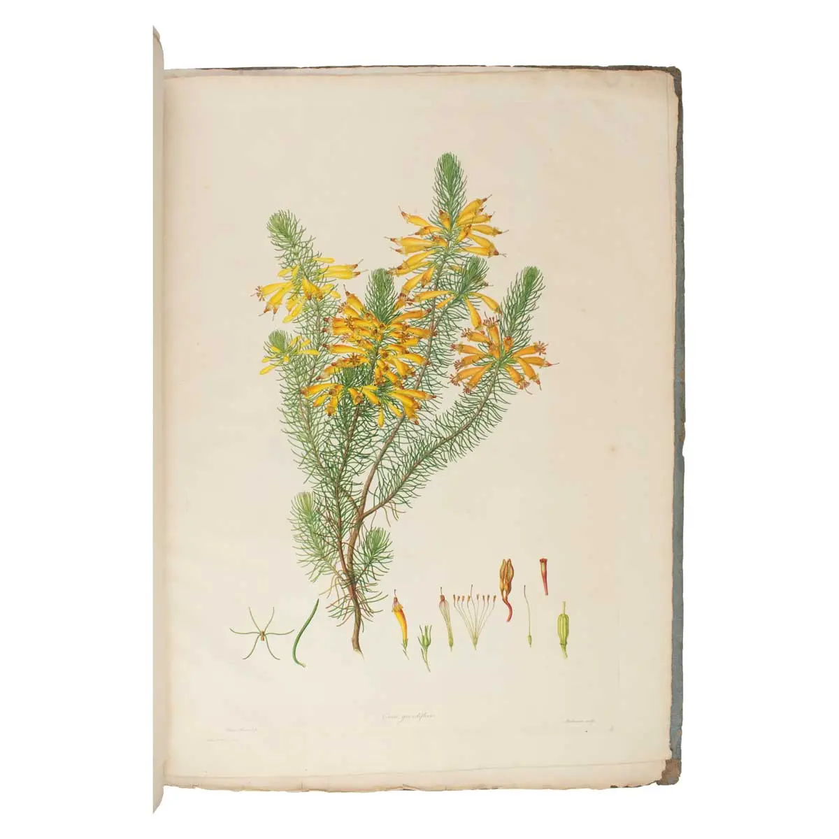 Delineations of Exotick Plants cultivated in the Royal Garden at Kew. Drawn and coloured, and the botanical characters displayed according to the Linnean system, by Francis Bauer… (4)