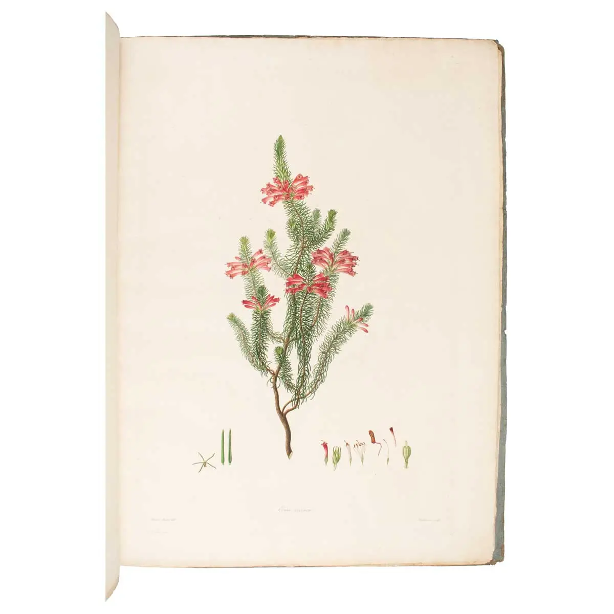 Delineations of Exotick Plants cultivated in the Royal Garden at Kew. Drawn and coloured, and the botanical characters displayed according to the Linnean system, by Francis Bauer… (5)
