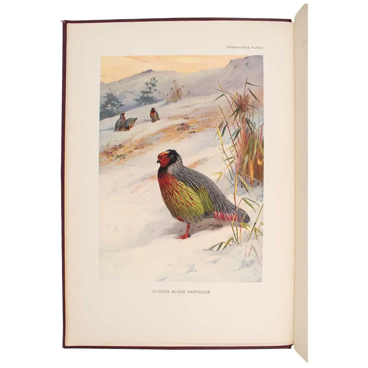 A Monograph of the Pheasants (4)