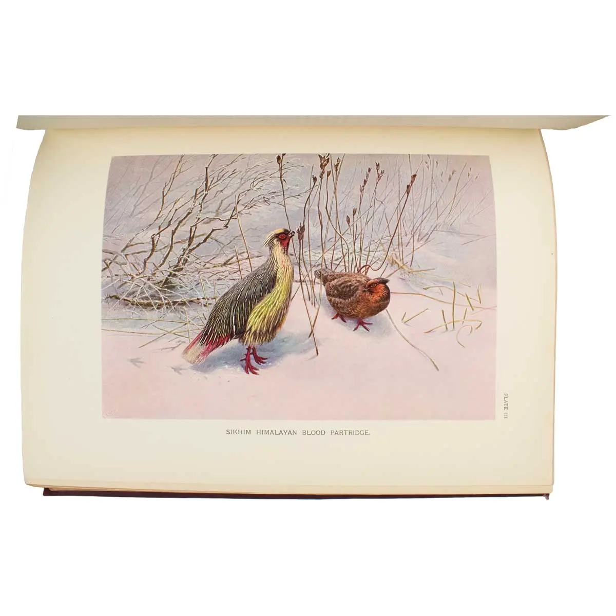A Monograph of the Pheasants (3)