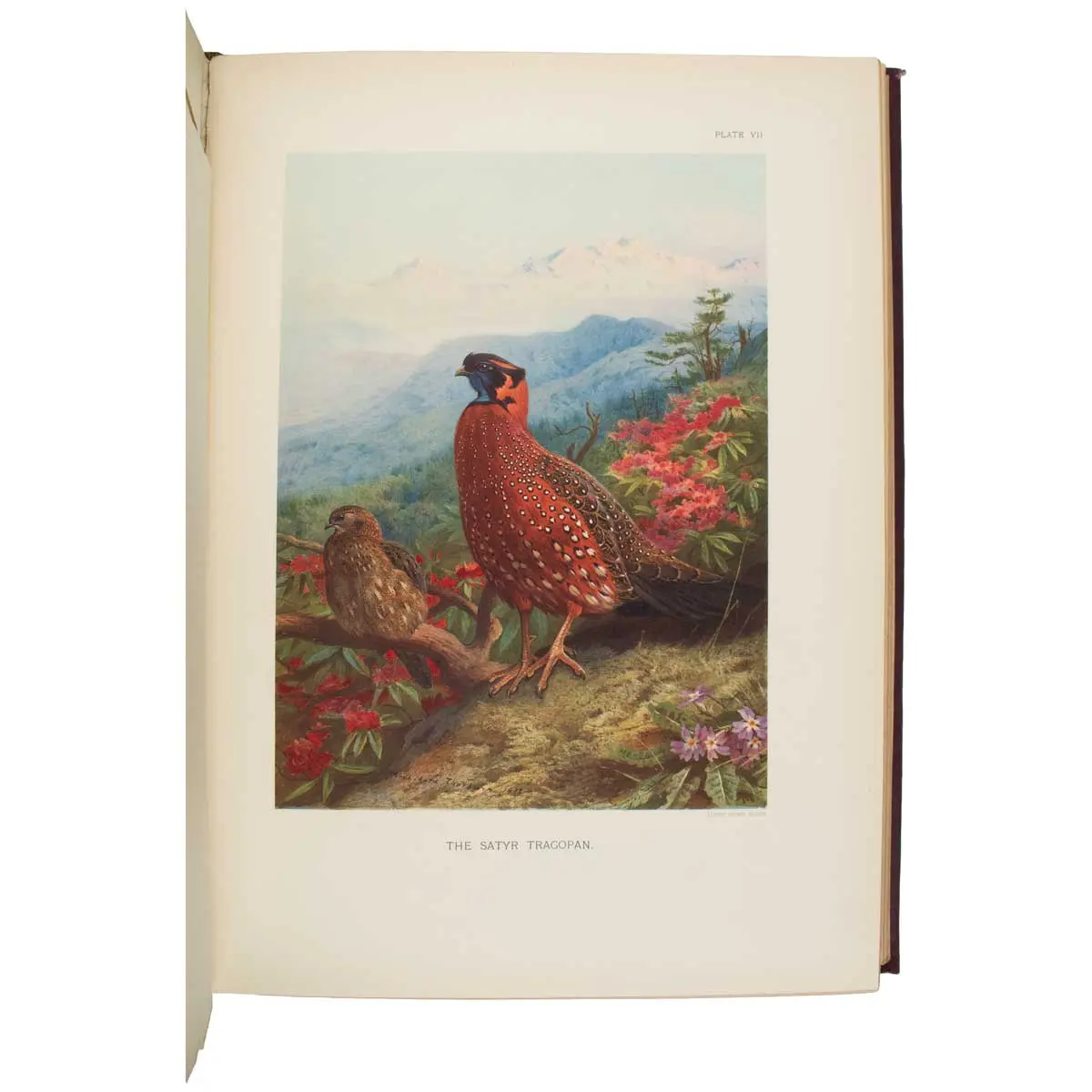 A Monograph of the Pheasants