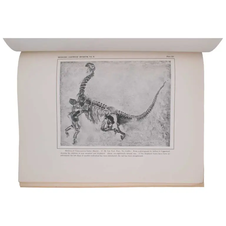 A Nearly Complete Articulated Skeleton of Camarasaurus, a Saurischian Dinosaur from the Dinosaur National Monument