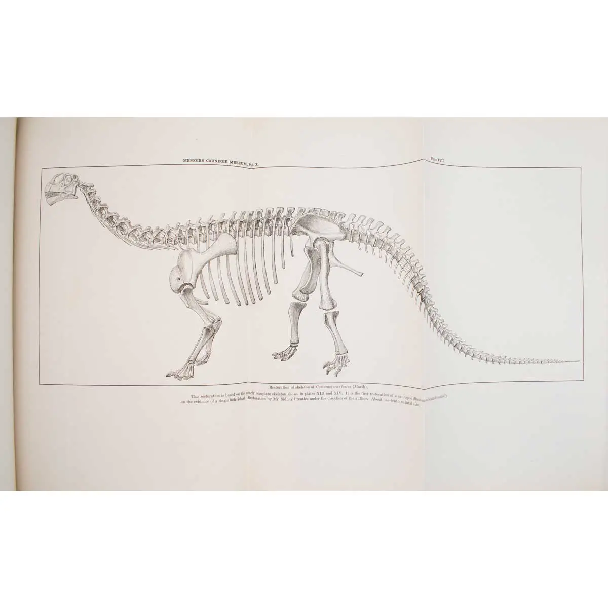 A Nearly Complete Articulated Skeleton of Camarasaurus, a Saurischian Dinosaur from the Dinosaur National Monument (4)