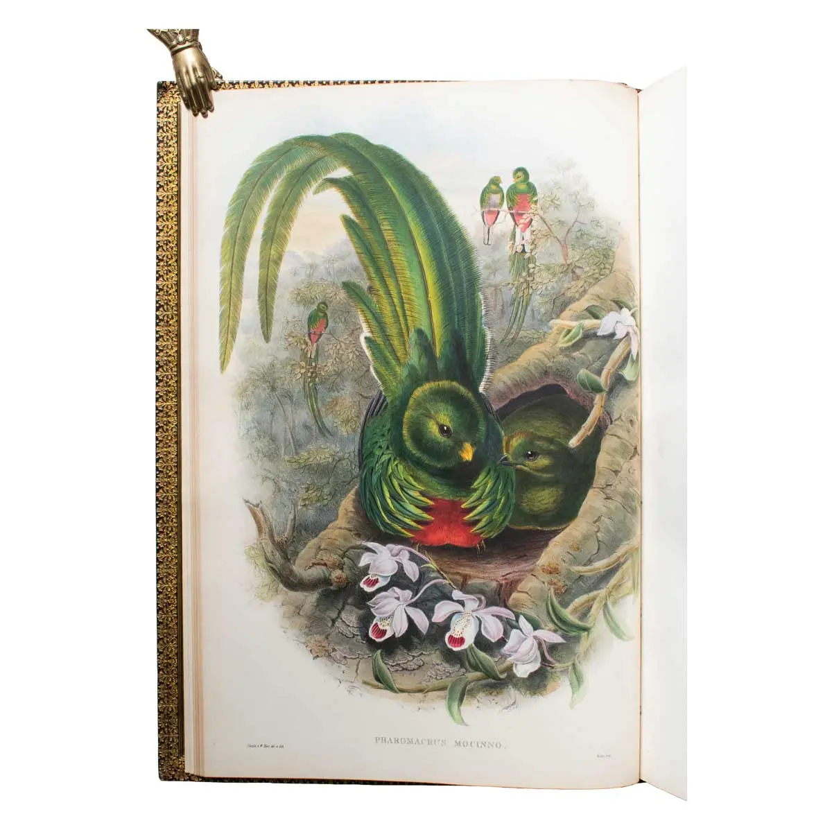 A Monograph of the Trogonidae, or Family of Trogons.
