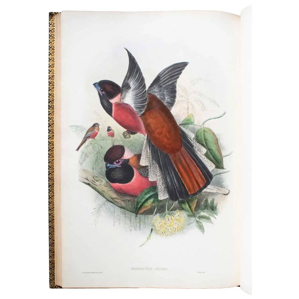 A Monograph of the Trogonidae, or Family of Trogons (5)