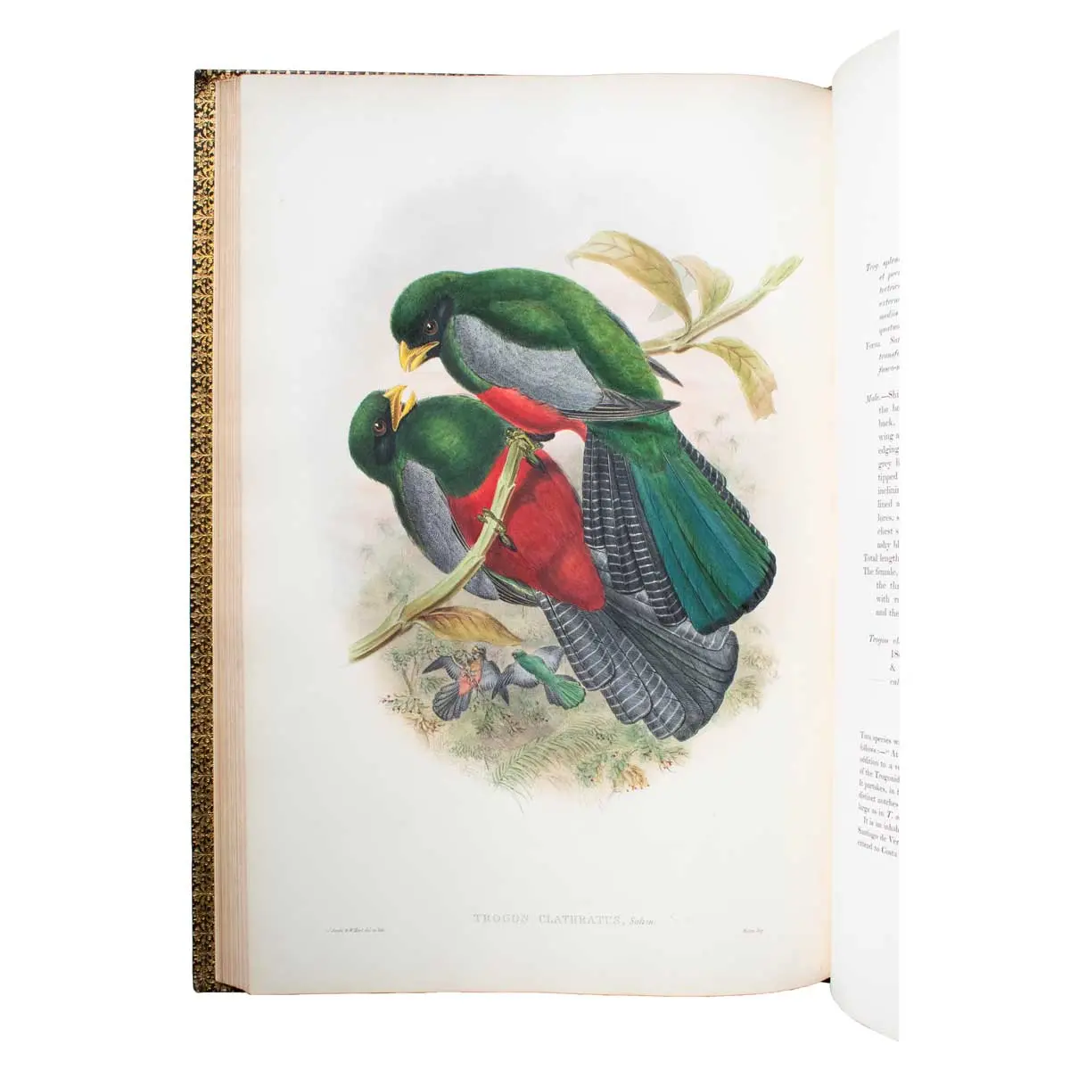 A Monograph of the Trogonidae, or Family of Trogons (6)
