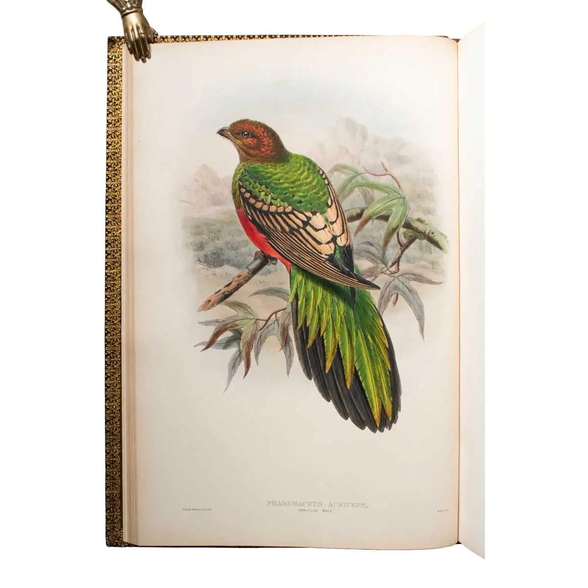 A Monograph of the Trogonidae, or Family of Trogons (7)
