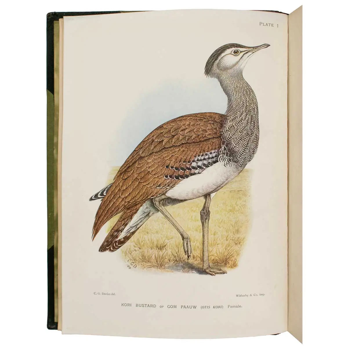 The Game-Birds and Water-Fowl of South Africa (4)