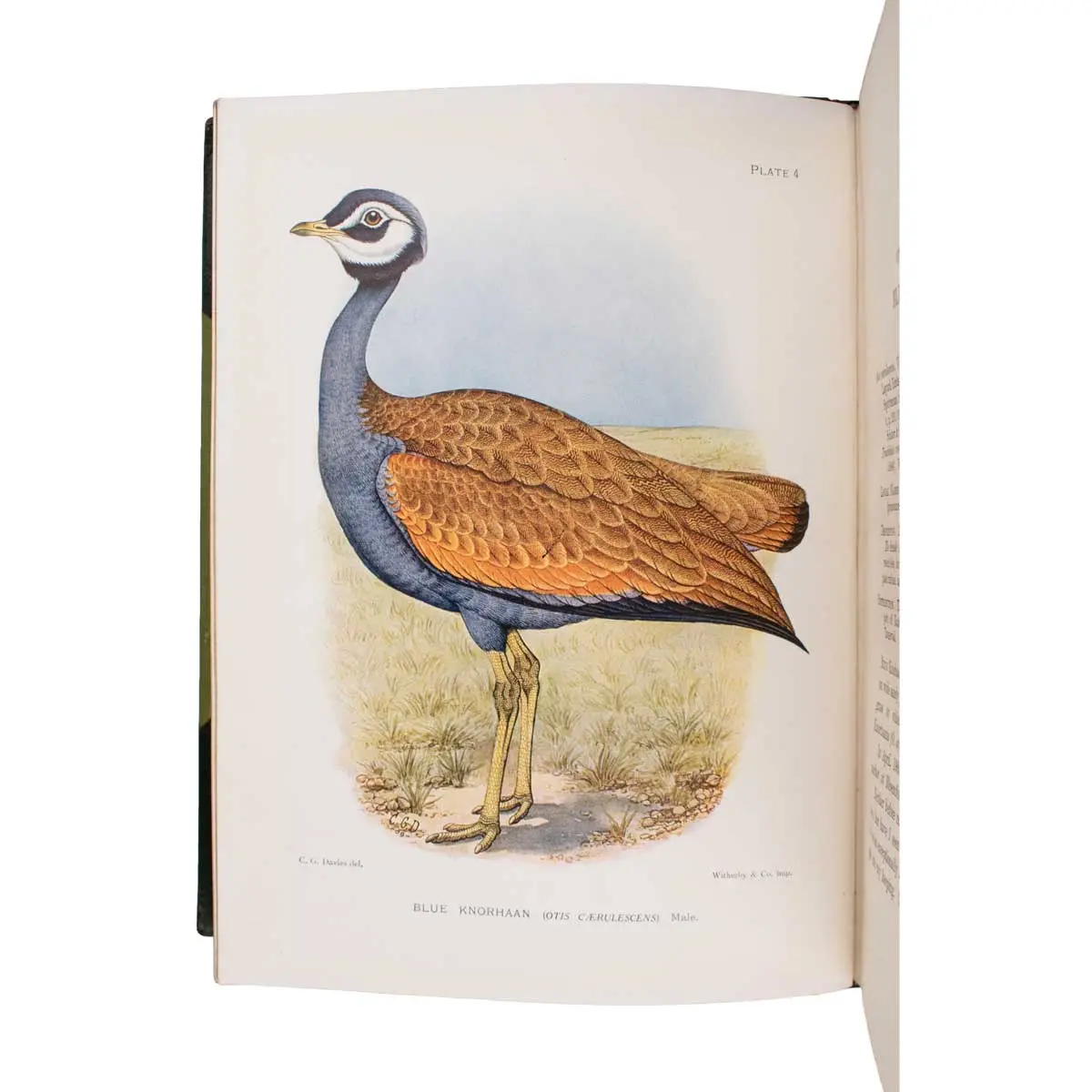 The Game-Birds and Water-Fowl of South Africa.