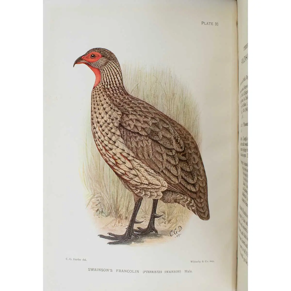 The Game-Birds and Water-Fowl of South Africa (5)
