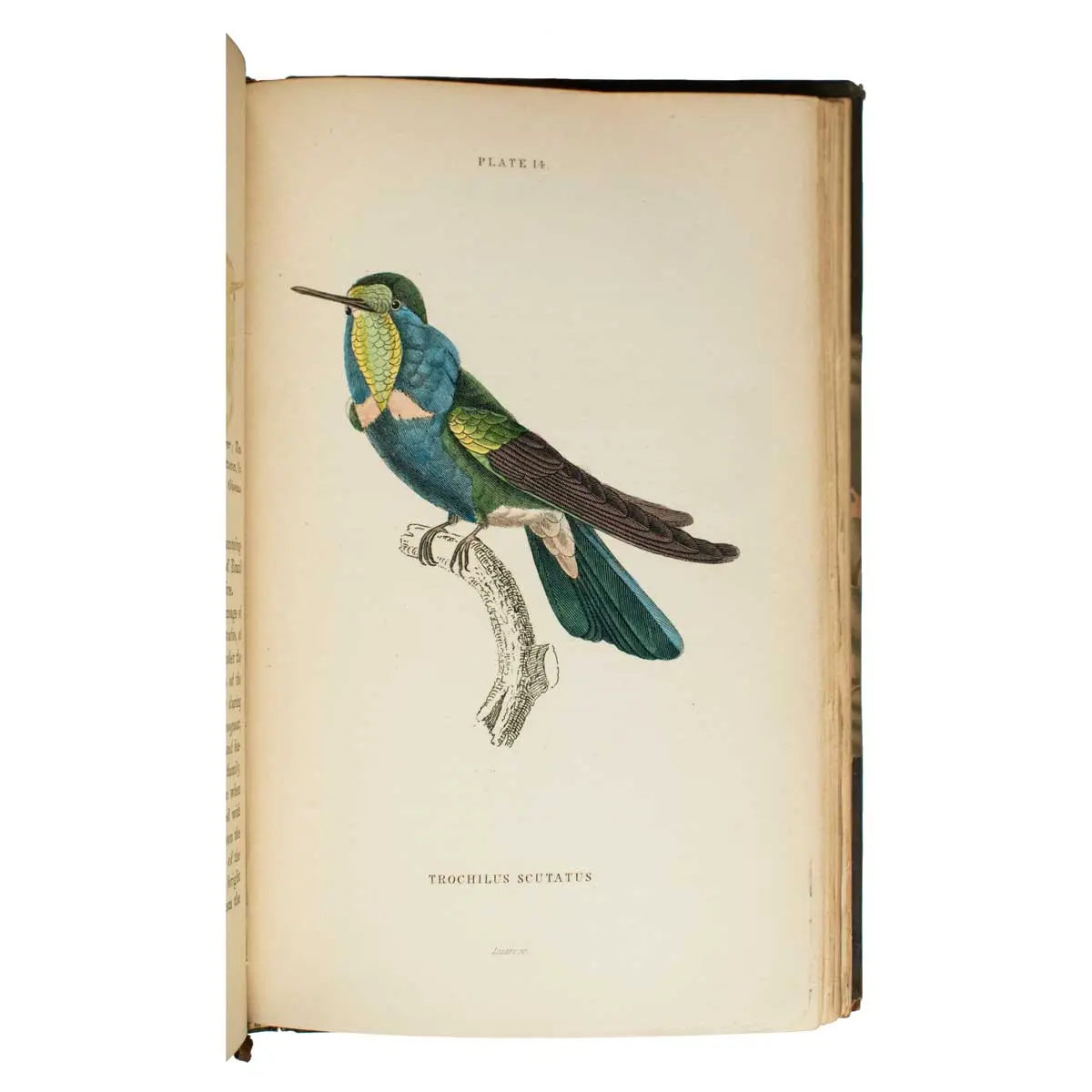The Naturalist’s Library (5)