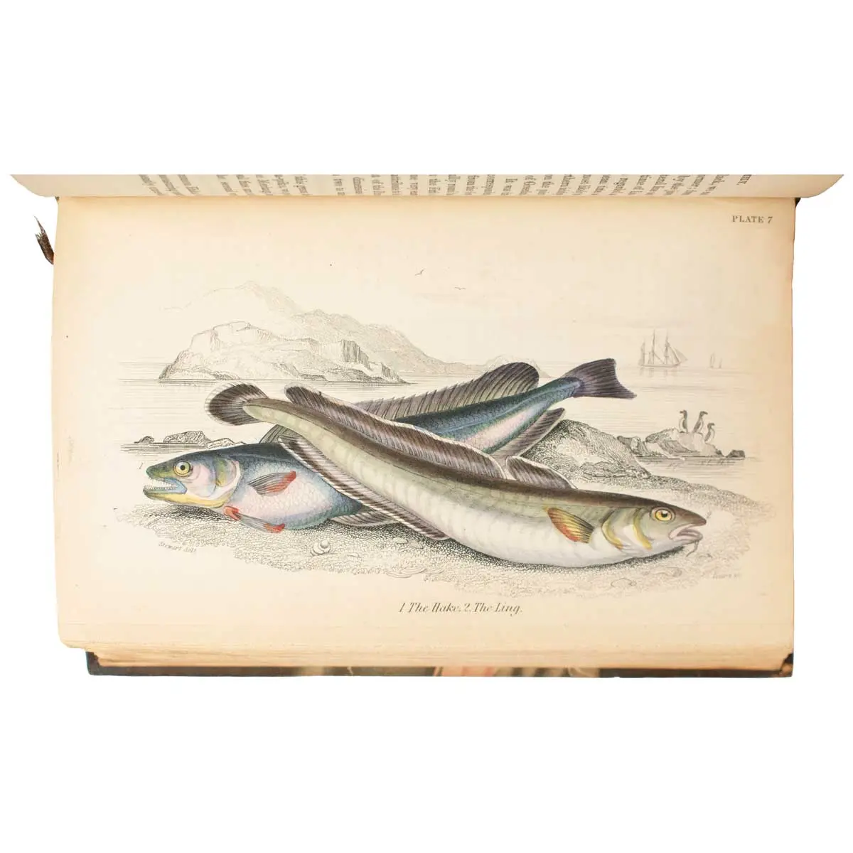 The Naturalist’s Library (4)
