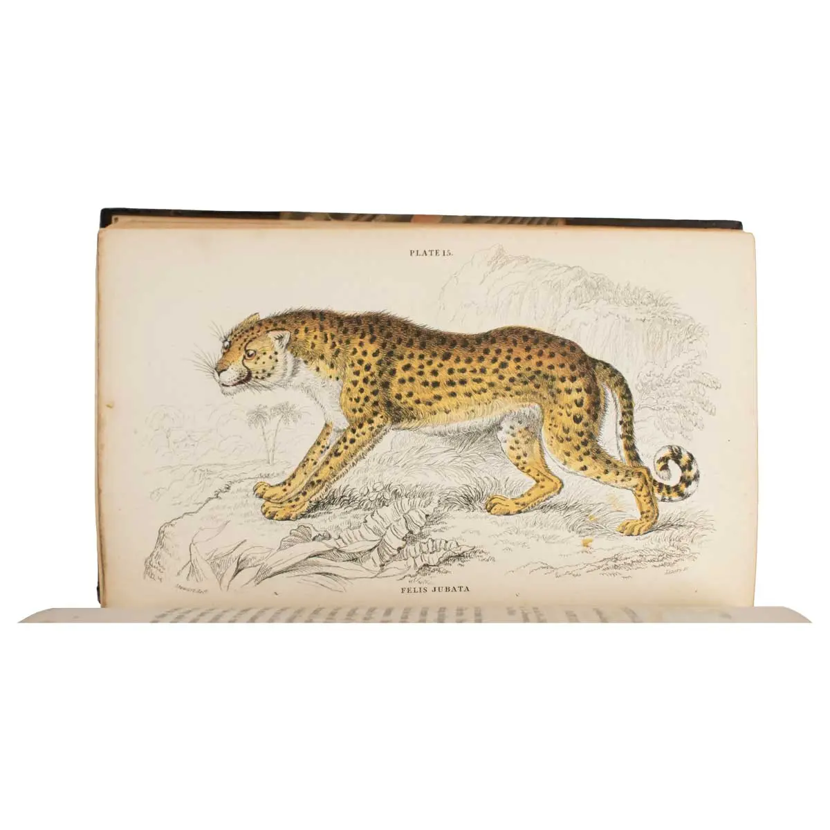 The Naturalist’s Library (3)