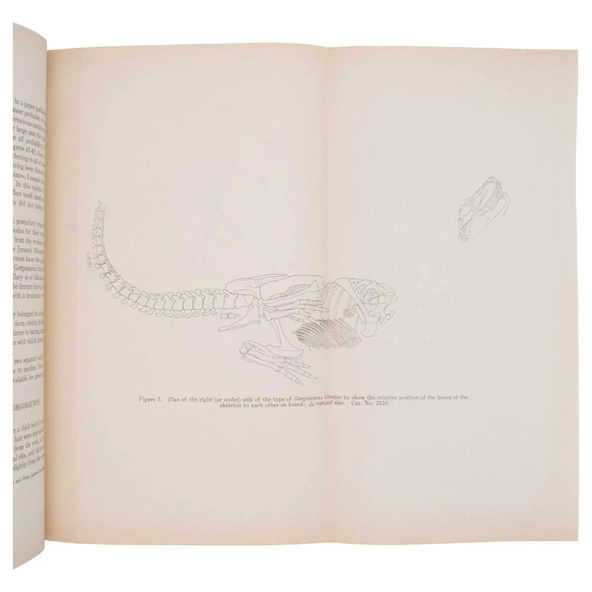 The Cretaceous Theropodous Dinosaur Gorgosaurus (2)