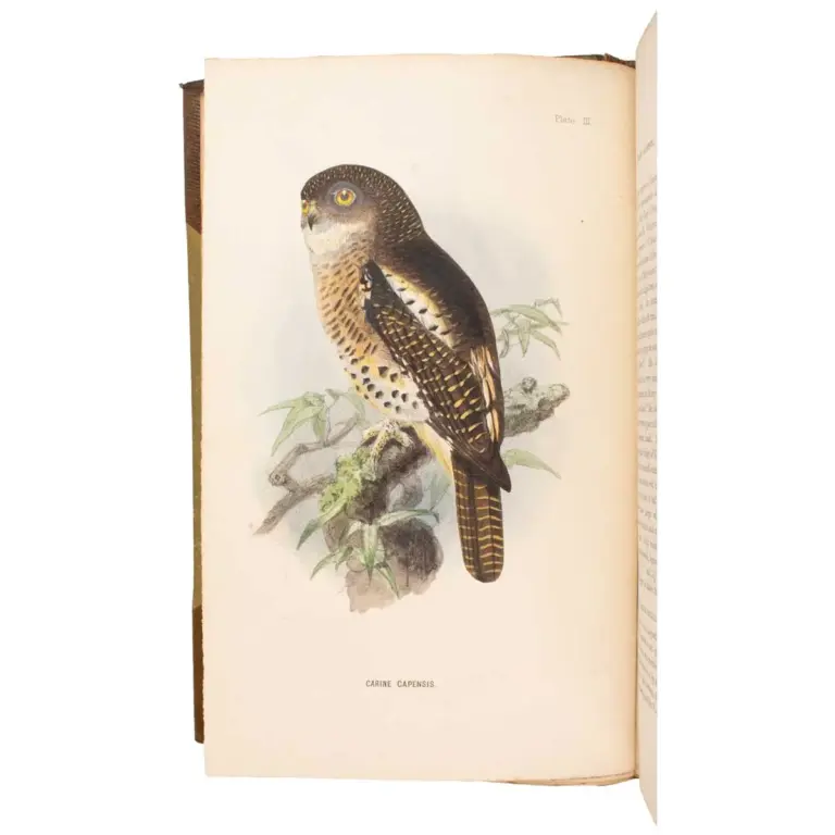 The Birds of South Africa…
