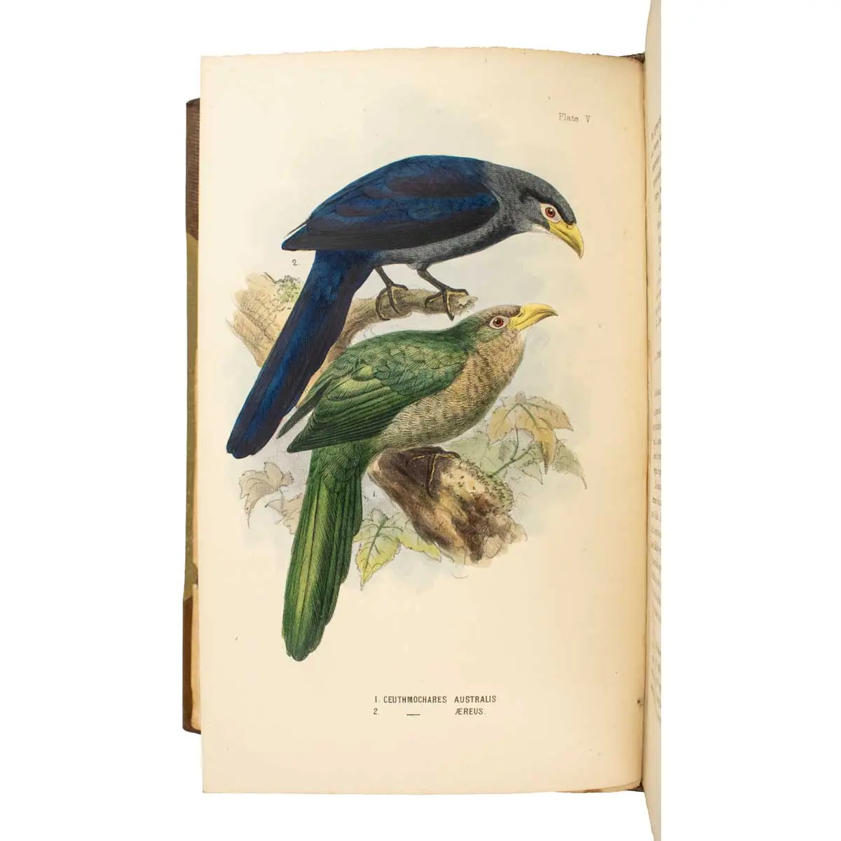 The Birds of South Africa… (2)